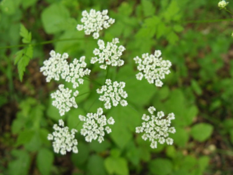 Conium maculatum? no, Chaerophyllum temulum